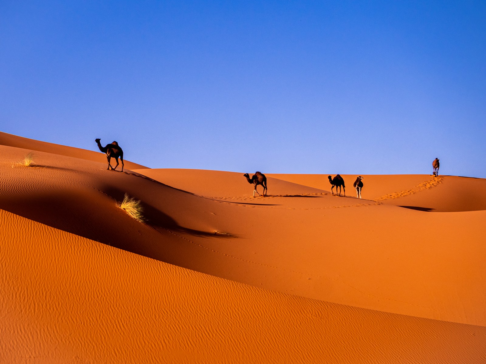 Top 7 Luxury Desert Camps in Morocco